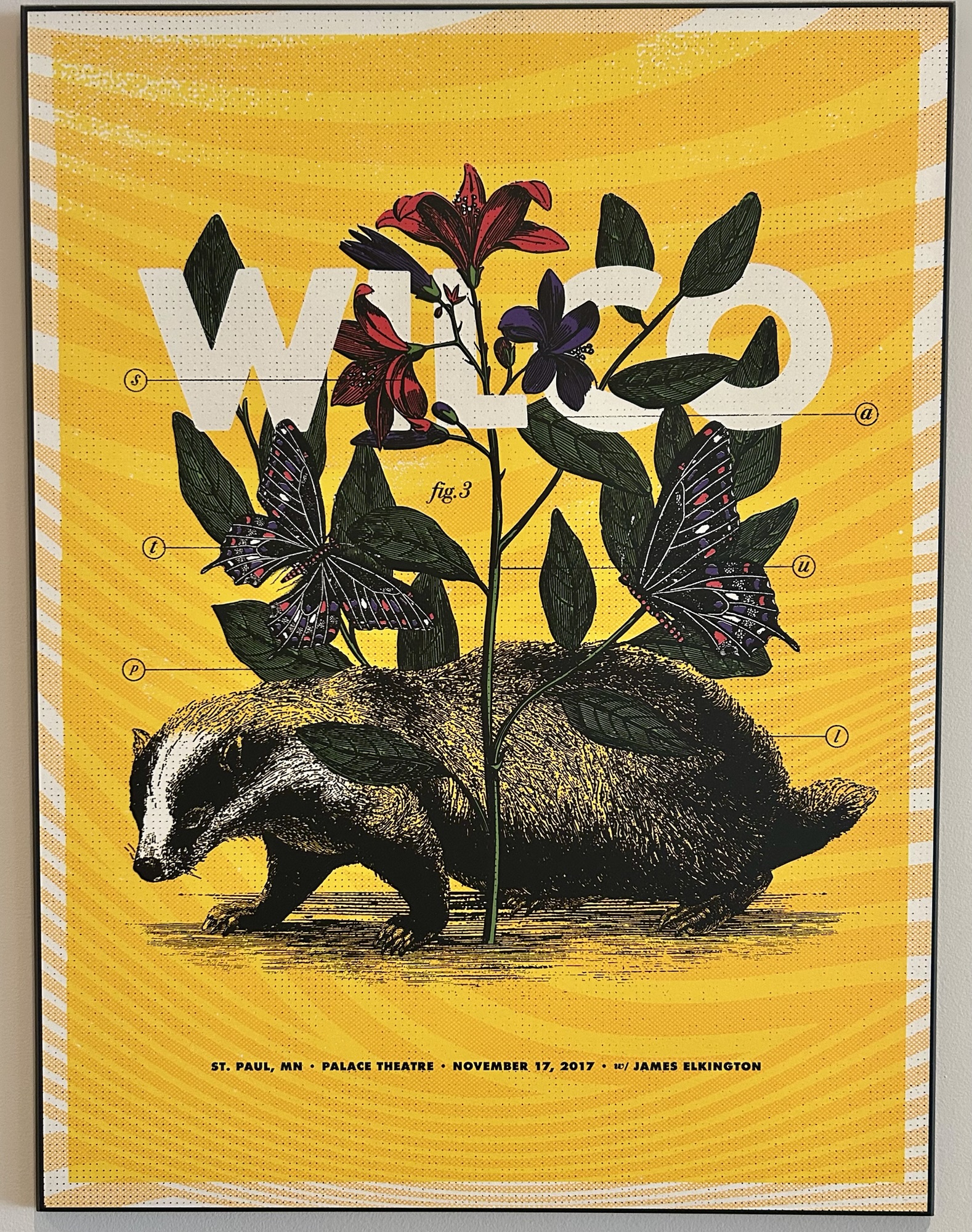 Wilco Live (Blue) | Axl's Catch Groove